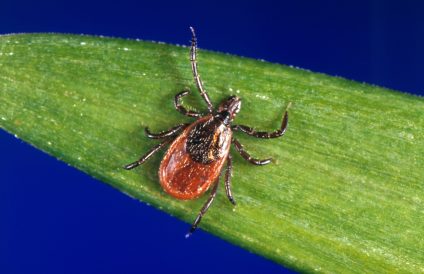 article image - Tick Season